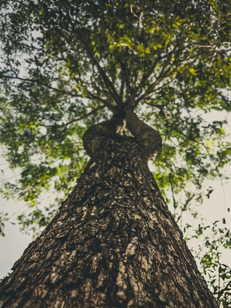 Beau fond naturel Gros plan vue de dessous de l'écorce et des branches du tronc d'arbre Couleur de style mat vintage et délavé en photo teintée Idéal pour une utilisation dans un papier peint design vertical