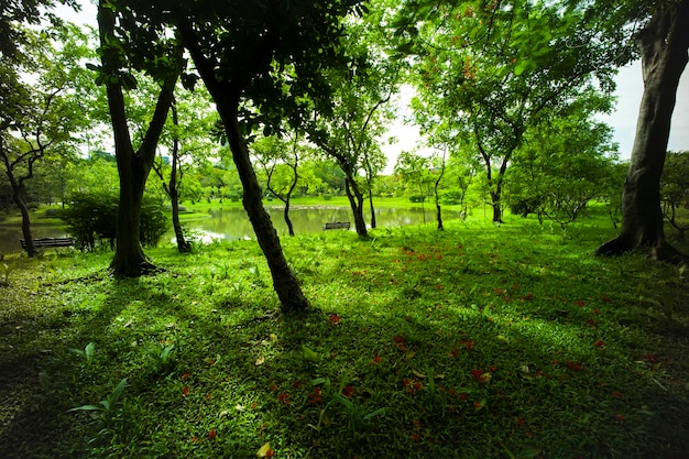 beau fond de parc