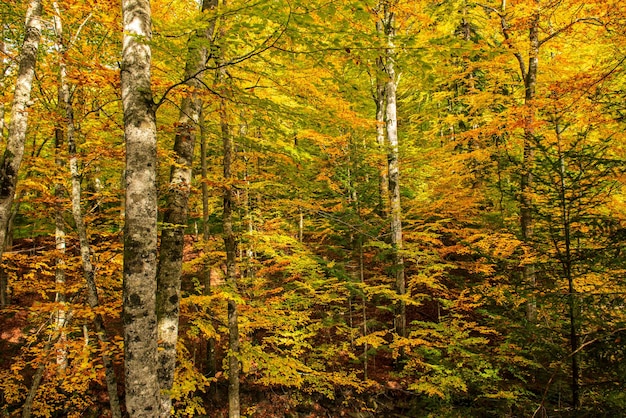 Beau fond de paysage d'automne vintage avec des feuilles rouges sèches tombées dans la forêt de hêtres