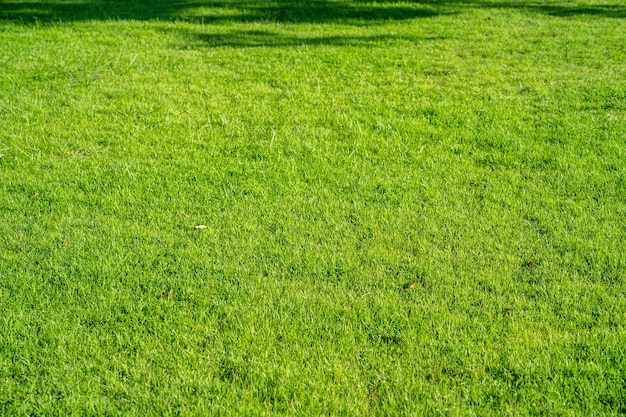 Beau fond de prairie en été