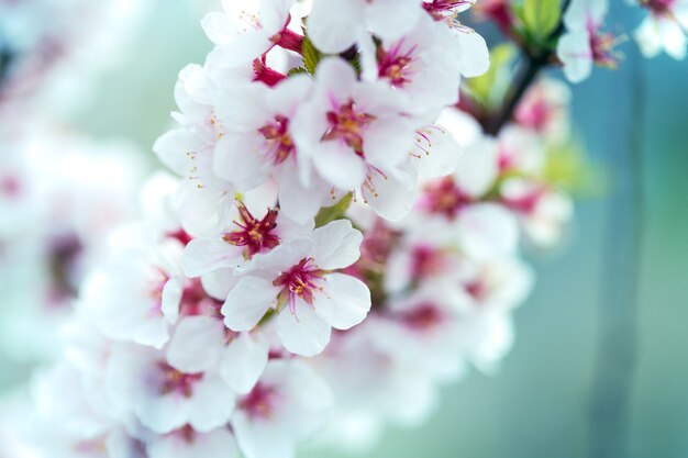 Beau fond de printemps abricot en fleurs