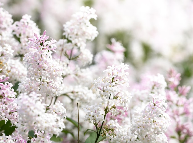 Beau fond de printemps avec des branches de lilas whitepink blossom au premier plan