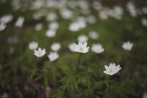 Beau fond de printemps avec des fleurs d'anémones blanches au printemps bois printemps