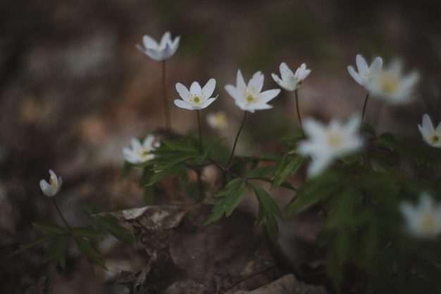 Beau fond de printemps avec des fleurs d'anémones blanches au printemps bois printemps