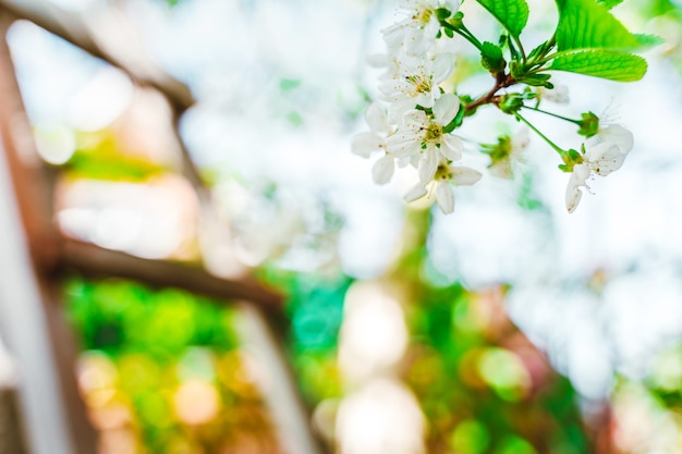 Beau fond de printemps avec un pommier en fleurs