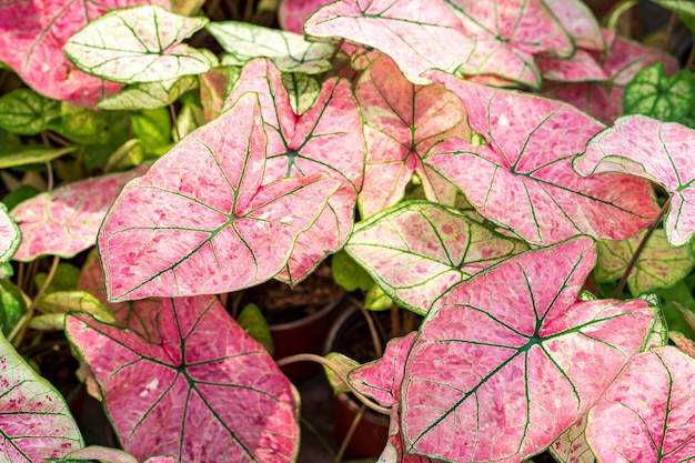 Beau fond rose Caladium bicolor de plus en plus