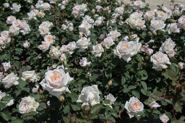 Beau fond rose coloré