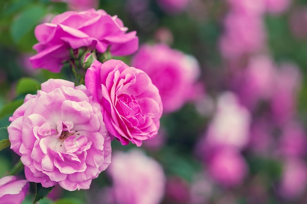 Beau fond de rose de jardin rose avec espace de copie pour votre texte aux tons rétro