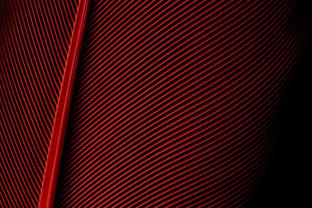 Beau fond de texture de motif de plume rouge, plume de macro rouge, plume de plumes d'ara (marron),