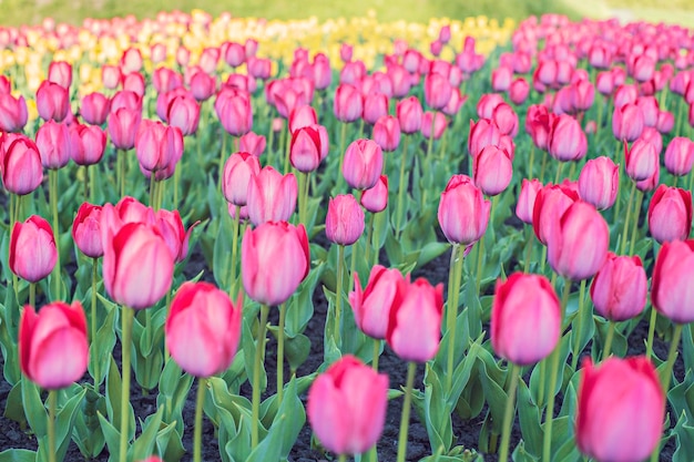 Beau fond de tulipes roses avec mise au point sélective. Fond de fleurs de printemps