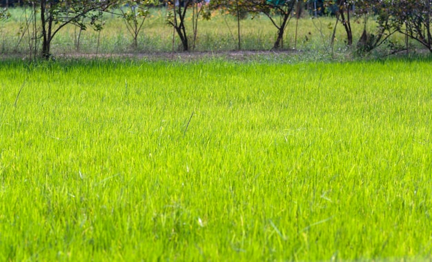 Beau fond vert de champ et d'arbres