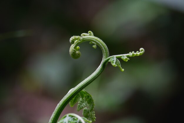 un beau fond vert de fougère adiantum