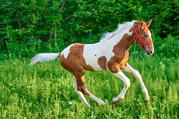 Beau galop de poulain de baie sur les pâturages verts de printemps, Tomsk, Sibérie, Russie