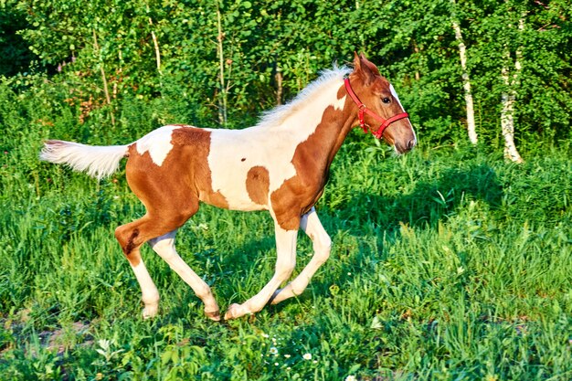 Beau galop de poulain de baie sur les pâturages verts de printemps, Tomsk, Sibérie, Russie