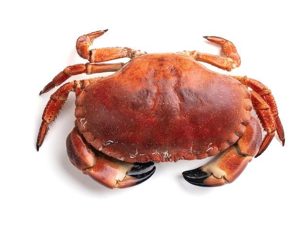 Beau gâteau de crabe découpé sur fond blanc