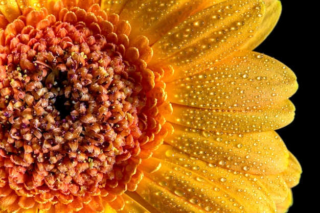 Beau gerbera jaune, rouge avec des gouttes sur fond noir