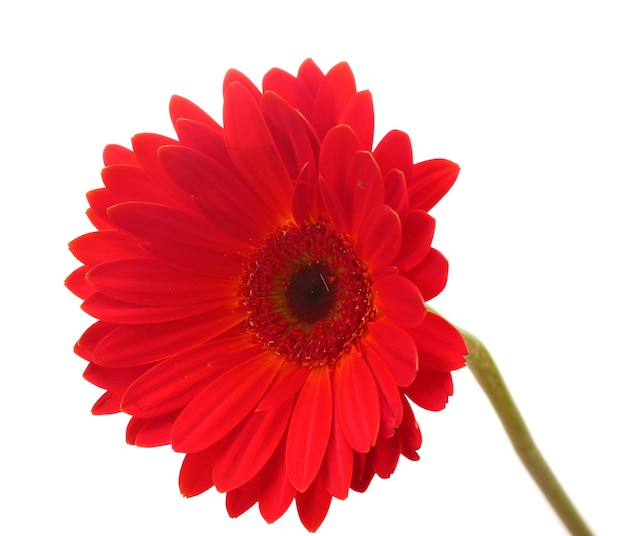 Beau gerbera rouge isolé sur blanc