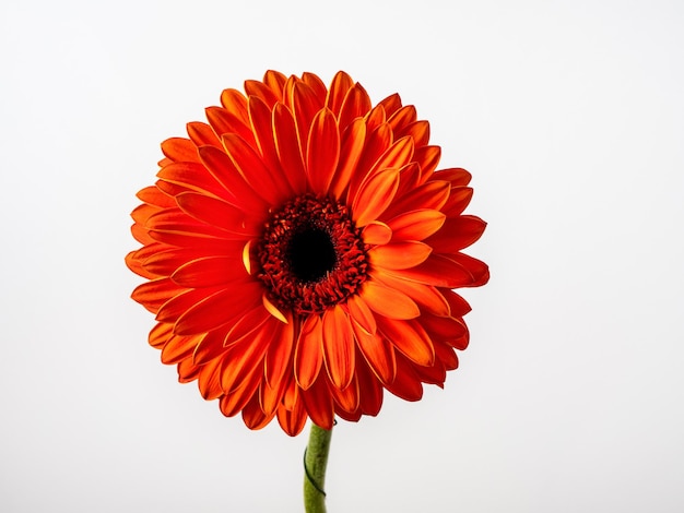 Beau gerbera rouge isolé sur fond blanc