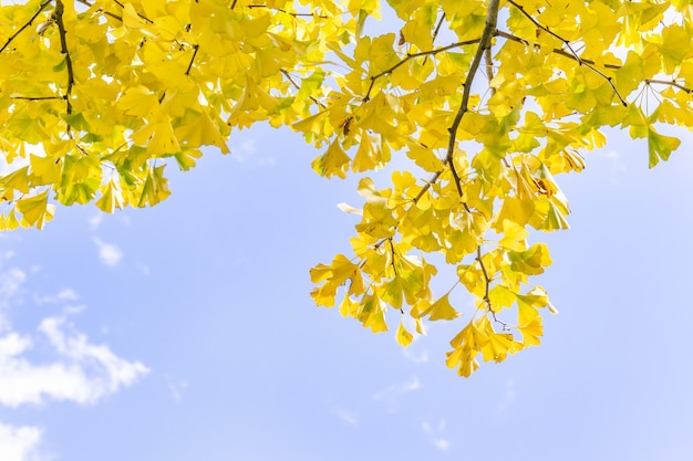 Beau ginkgo jaune, feuille d'arbre gingko biloba en saison d'automne en journée ensoleillée avec la lumière du soleil, gros plan, bokeh, arrière-plan flou.