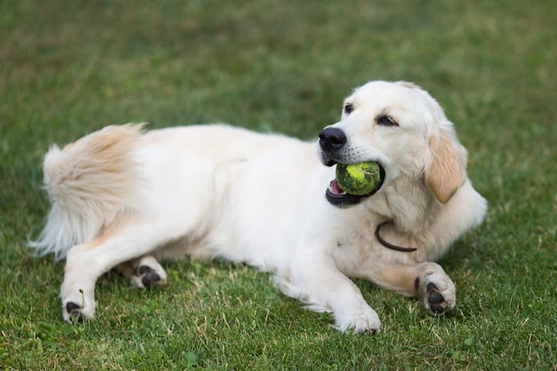 Beau golden retriever mignon jouant avec une balle sur l'herbe verte.