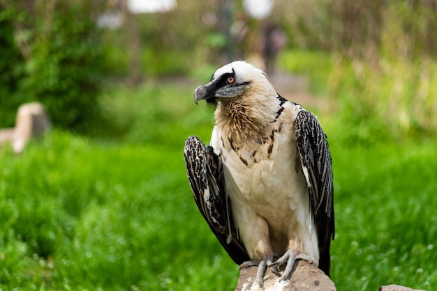 Un beau grand aigle se dresse sur une pierre dans un zoo en été