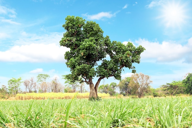 Beau grand arbre au milieu du paysage naturel