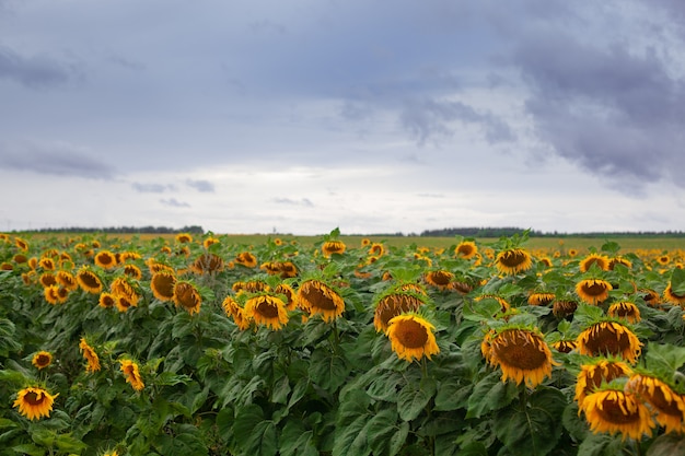 Beau grand champ de tournesol au-dessus du ciel bleu nuageux en jour d'été