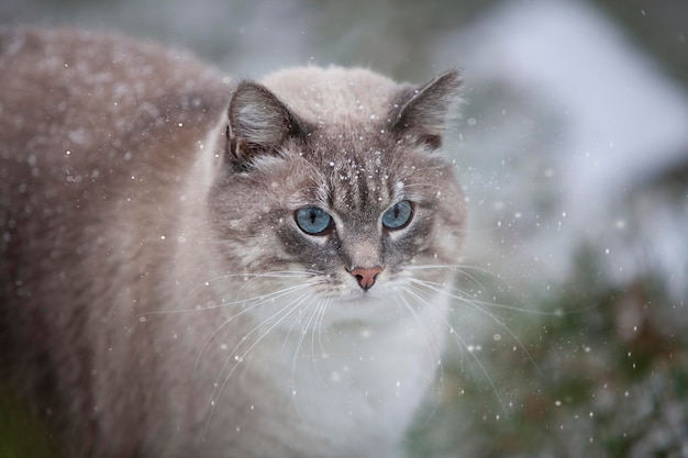 Beau grand chat aux yeux bleus dans la première neige Début de journée d'hiver à l'extérieur