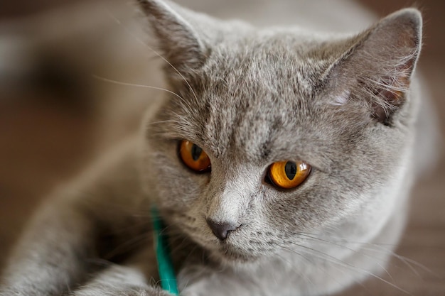 Un beau grand chat Scottish Fold gris se trouve sur un canapé marron. Animaux de race élite