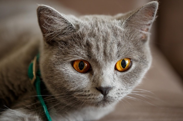 Un beau grand chat Scottish Fold gris se trouve sur un canapé marron. Animaux de race élite