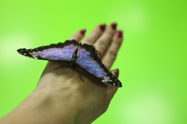 Beau grand papillon bleu Papilio Nireus sur une main de femme sur fond vert. Insectes tropicaux et exotiques - vie sauvage