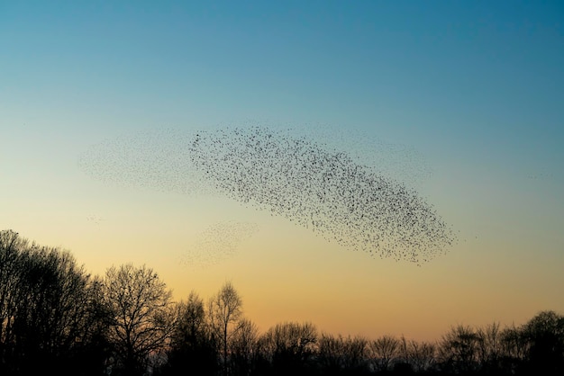 Un beau grand troupeau d'oiseaux étourneaux vole aux Pays-Bas. Murmures d'étourneaux.