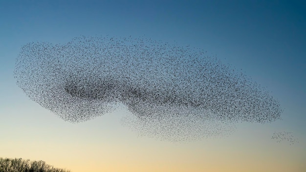 Un beau grand troupeau d'oiseaux étourneaux vole aux Pays-Bas. Murmures d'étourneaux.