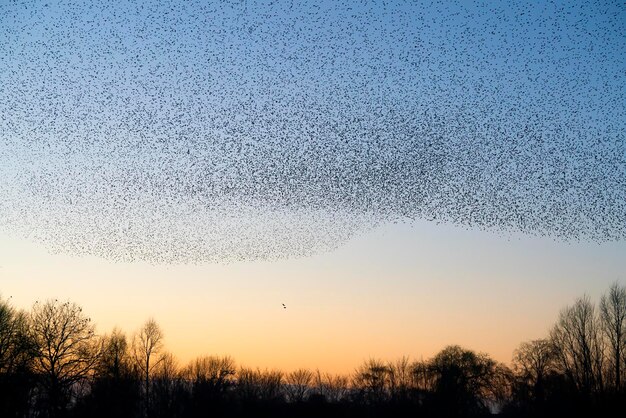 Un beau grand troupeau d'oiseaux étourneaux vole aux Pays-Bas. Murmures d'étourneaux.