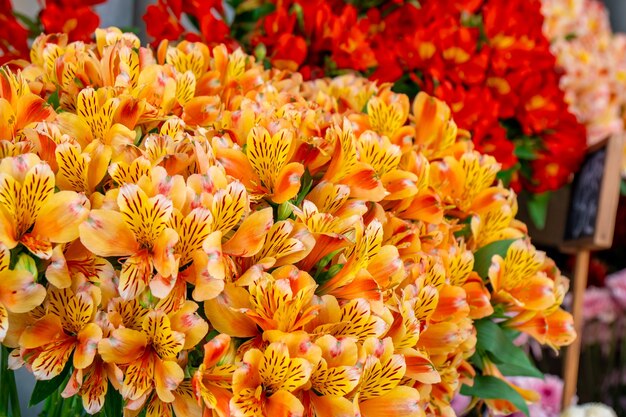 Photo beau gros bouquet moelleux d'alstroemerias colorées et jaunes. flore.