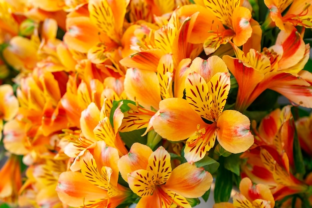 beau gros bouquet moelleux d'alstroemerias colorées et jaunes. flore.