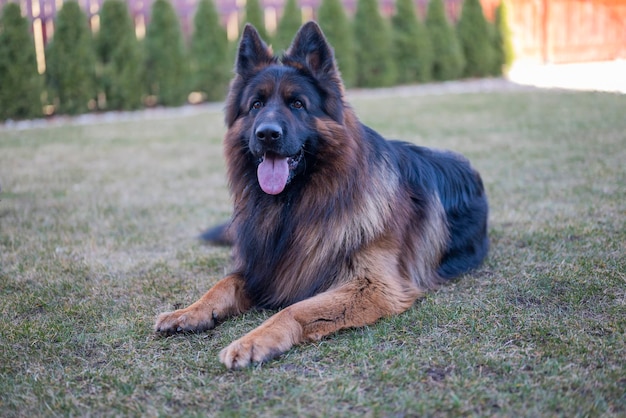 beau gros chien berger allemand