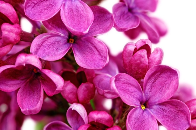 Beau gros plan de bouquet de lilas.