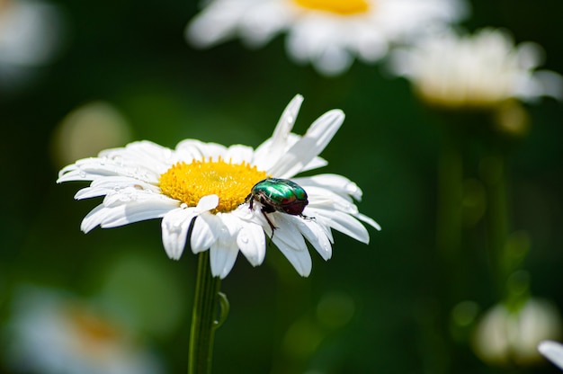 beau gros plan de camomille d'été en fleurs