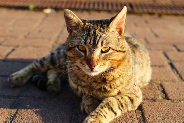 Beau gros plan de chat gris