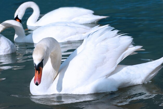 Beau gros plan sur les cygnes sur le lac