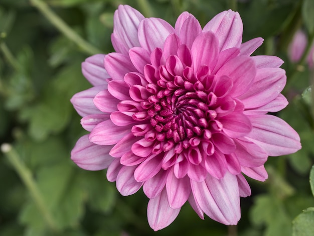 Un beau gros plan dahlia rose