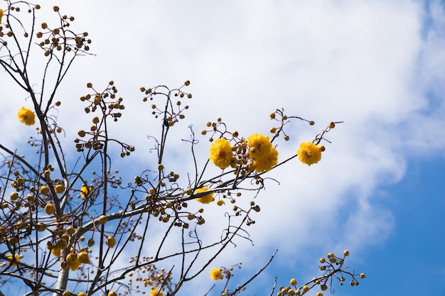 Beau gros plan fleur de suppanigar ou arbre de soie coton jaune dans les mains