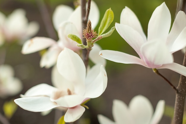 Beau gros plan des fleurs de magnolia.