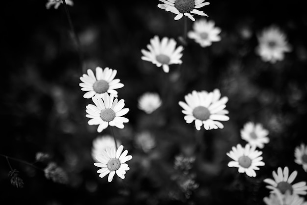 Beau gros plan de fleurs de marguerites noires et blanches sur fond flou artistique sombre. Résumé