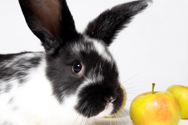 Beau gros plan de lapin noir et blanc