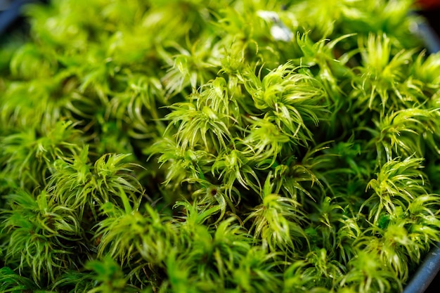 Beau gros plan de mousse verte décorative