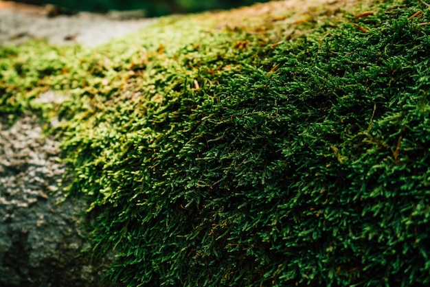 Beau gros plan de mousse verte sur l'écorce des arbres Beau fond de mousse pour papier peint