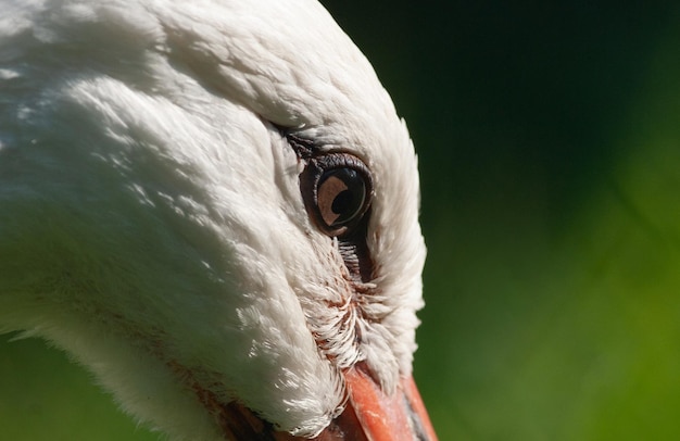 Beau gros plan d'oeil de cigogne