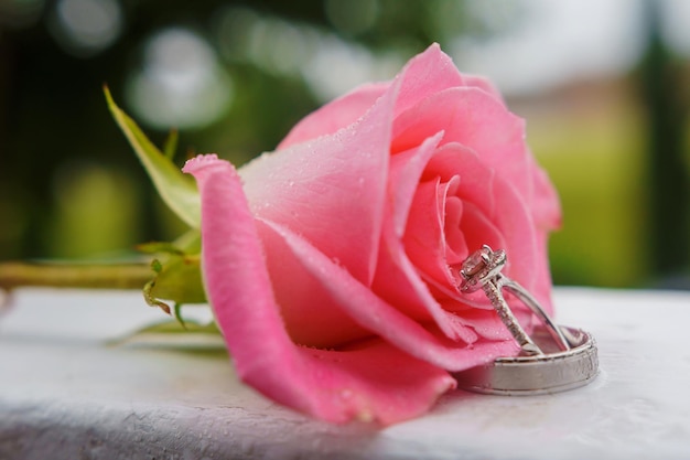 Beau gros plan rose et anneaux de mariage avec des gouttes d'eau anneau de pluie rose